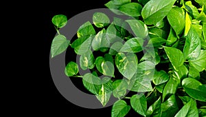 Heart shaped leaves vine, golden pothos Epipremnum aureum on b