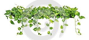 Heart shaped leaves vine golden pothos isolated on white background, path