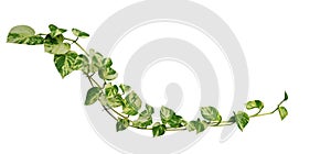Heart shaped leaves vine golden pothos isolated on white background, path photo