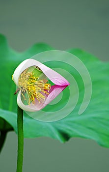 Heart-shaped  lotus flower