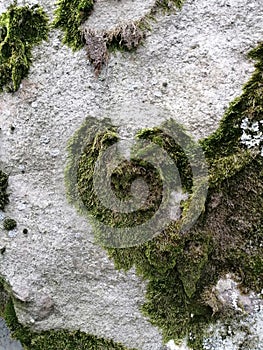 Heart shaped moss on stone