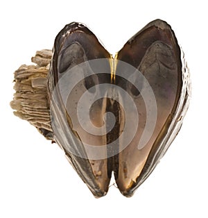 Heart shaped mussel shell