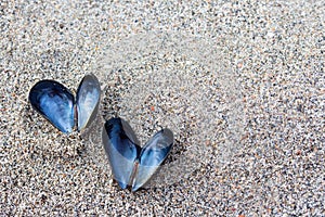 Heart shaped open mussel shell on the beach