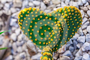 Heart shaped Opuntia microdasys cactus stem with polka-dot like pattern created by the yellow glochids clusters