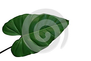 Heart-shaped philodendron green leaf, tropical foliage plant iso
