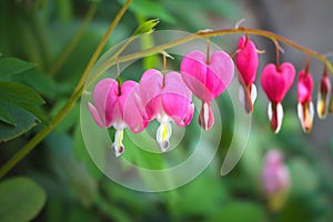 Heart-shaped pink blossoms of the popular spring garden flower called bleeding heart, Germany