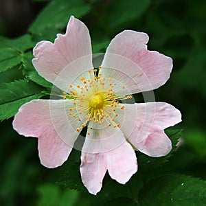 Heart shaped pink flower