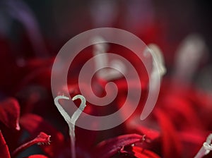 Heart-Shaped Pistil