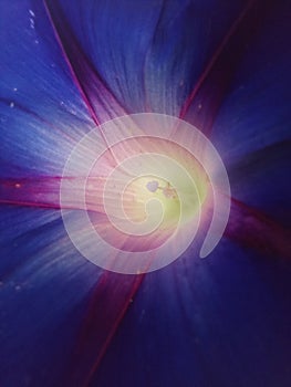 Heart shaped pistil in the yellow center of purple and blue morning glory flower close up