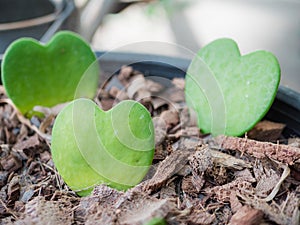 heart-shaped plant in a flower pot