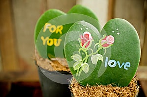 Heart shaped plant (Kerrii Hoya)