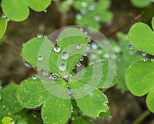 Heart shaped plant