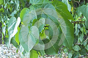 Heart-shaped portia tree leaves photo