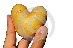 Heart shaped potato tuber Solanum Tuberosum held in three fingers of adult male man, white background