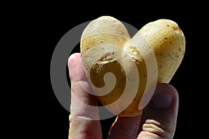 Heart shaped potato tuber Solanum Tuberosum held between thumb and index finger of adult male man, black background