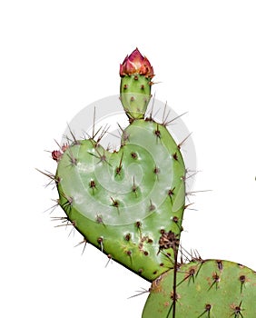 Heart shaped prickly pear cactus valentine