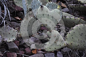 Heart shaped prickly pear cati