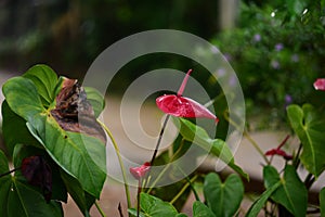 Heart-shaped red anthurium flowers