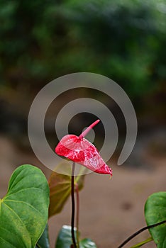 Heart-shaped red anthurium flowers with water droplets