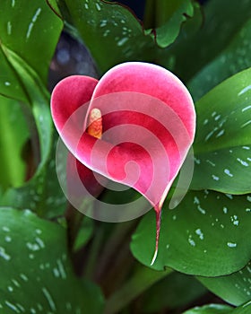 Heart Shaped Red Calla Lily Bloom With Yellow Edges