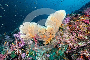 Heart-Shaped Sea Fan with colorful soft coral in Thailand