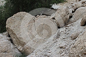 Heart shaped stone in Ein Gedi, Israel