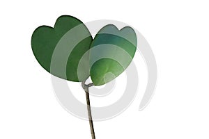 Heart shaped succulent green leaves of tropical climbing plant S