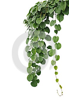 Heart-shaped thick green leaf wild vines, hanging climber vine b