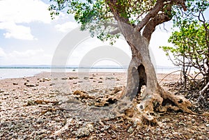 Heart shaped tree