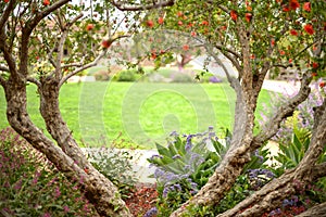 Heart-Shaped Tree