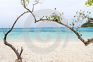 Heart-shaped tree on a beach overlooking the sea at koh rok, la