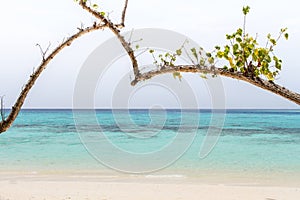 Heart-shaped tree on a beach overlooking the sea at koh rok, la