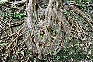 Heart shaped tree root