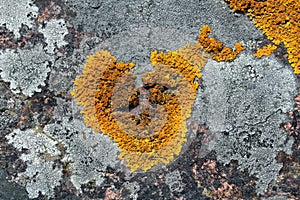 Heart shaped Xanthoria parietina lichen on stone