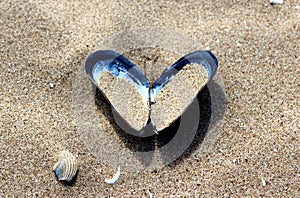 Heart shell in the sand on the beach