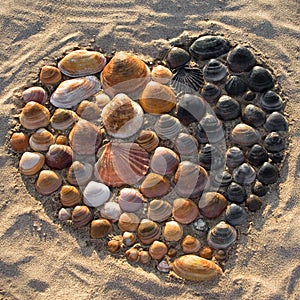 Heart of Shells