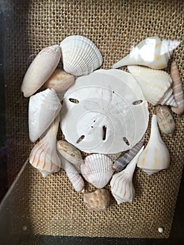 Heart of shells