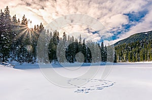 Heart on the snow in spruce forest at sunset