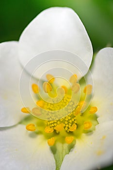 In the heart of a strawberry (the flower) photo