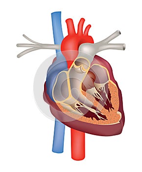 Heart structure anatomy. Heart cross section.