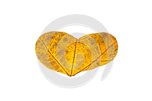 Heart symbol is carved from yellow maple leaf