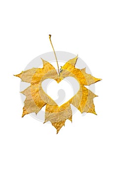 Heart symbol is carved from yellow maple leaf