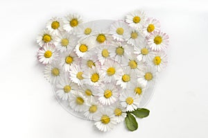 Heart symbol made of fresh white-yellow Daisy flowers on white background.