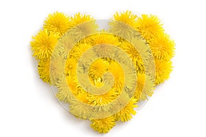 Heart symbol made of fresh yellow Dandelion flowers on white background.