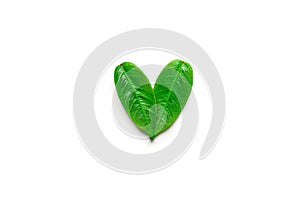 Heart symbol made from young green tree leaves isolated with shadow on solid white background. Environmental conservation plastic