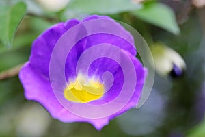 The heart of Thunbergia erecta flowers photo