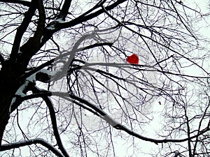 Heart on tree