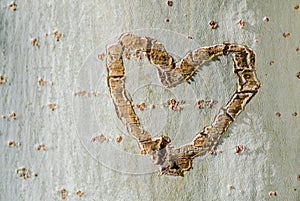 Heart in a tree