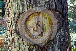 Heart in tree bark