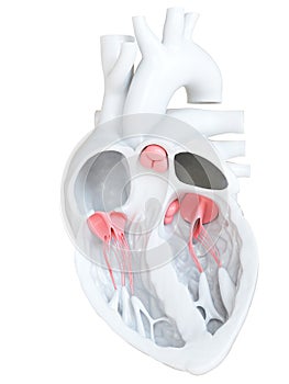 The heart valves
